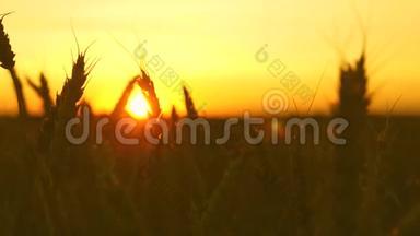 在日出的金色光芒中成熟的麦田。 美丽的耳朵，成熟的谷物在风中摇摆。 特写镜头。 成熟谷物